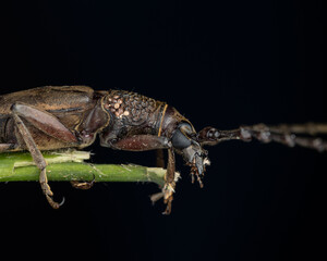macro closeup of Longhorn Beetle Sabah, Borneo