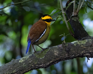Nature wildlife image of Borneo banded pitta (Hydrornis schwaneri) It is found only in Borneo