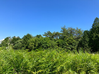 Grass field, forest and blue sky in summer