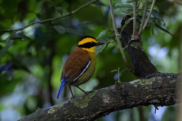 Nature wildlife image of Borneo banded pitta (Hydrornis schwaneri) It is found only in Borneo