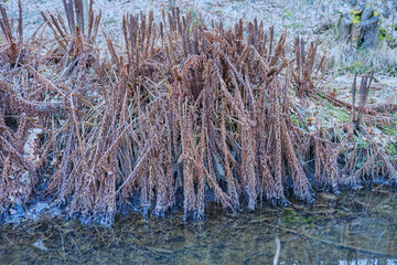 Withered Vegetation at the Edge of a Watercourse