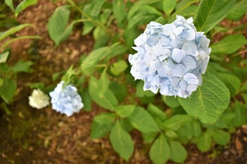 紫陽花、アジサイ、ダンスパーティ、6月、梅雨、雨模様、曇り空、植物園、花