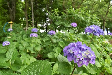 Fototapeta premium 紫陽花、アジサイ、ダンスパーティ、6月、梅雨、雨模様、曇り空、植物園、花