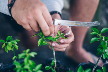 Farmer's hands use grafting method on citrus seedling plant propagation process. Selective focus.