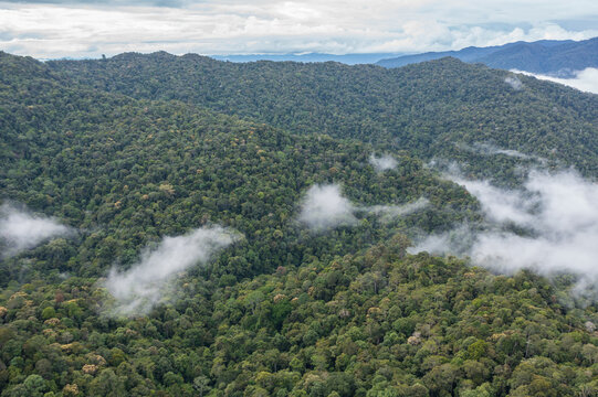 Aerial Drone image of Beautiful deep green rainforest jungle of Sabah, Borneo.	
