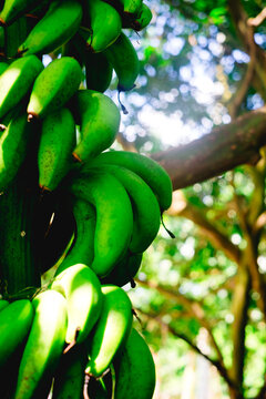 Unripe organic hybrid Latundan banana also called Tundan, silk banana, Pisang raja sereh, Manzana banana, or apple banana has high antioxidant contents. Selective focus. Portrait orientation.