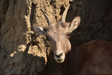 Fantastic Look Directly into the Face of a Bighorn Sheep