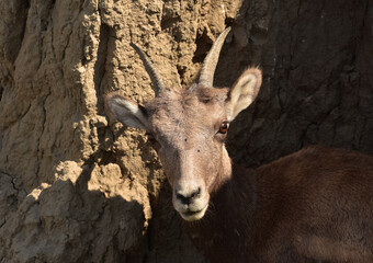 Sweet Faced Young Bighorn Sheep on a Summer Day