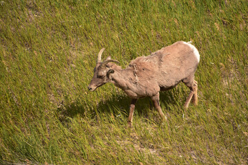 Naklejka na ściany i meble Bighorn Sheep in a Small Clearing in a Field