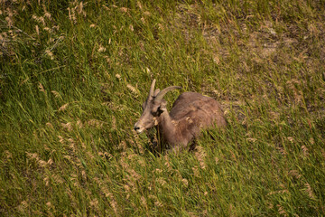 Resting Young Bighorn Sheep in Prairie Grass