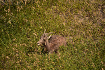 Naklejka na ściany i meble Bighorn Sheep Resting in Tall Grasses in the Badlands