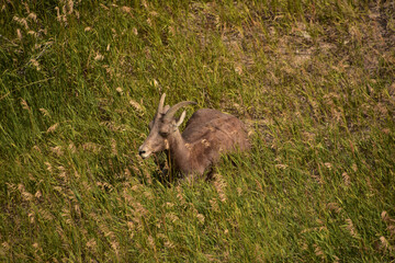 Summer Day with a Bighorn Sheep Laying Down