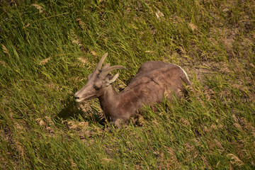 Bighorn Sheep Dozing in the Summer Sun