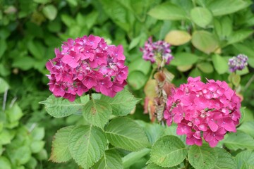 紫陽花、アジサイ、ダンスパーティ、6月、梅雨、雨模様、曇り空、植物園、花