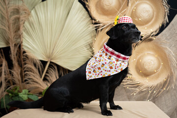 cachorro fantasiado para festa junina caipira