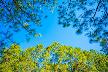 sunlight in the pine forest in autumn