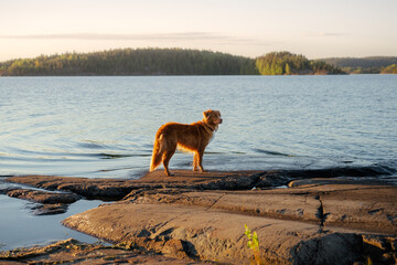 dog on the stone seashore on sunset. Nova Scotia duck tolling retriever in a unique landscape