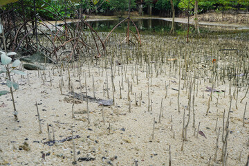 Pneumatophore or Aerating root is a root that pierces the root tip above the ground to assist breathing.