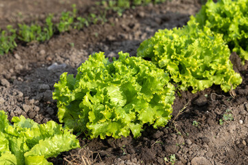 Row of fresh green Batavia lettuce - obrazy, fototapety, plakaty