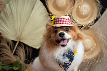 cachorro fantasiado para festa junina caipira