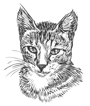 Hand drawing of portrait cute domestic cat