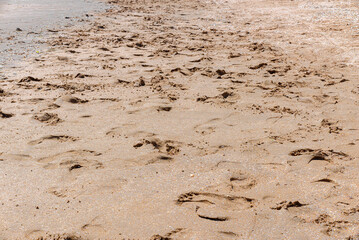 Summer sea beach with multiple human footprints.
