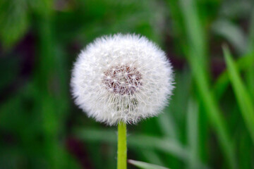 dandelion on green