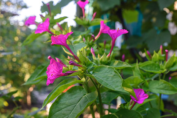 Mirabilis jalapa or flower with water drops after night rain.