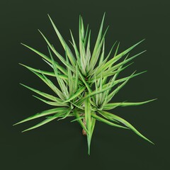 Realistic 3D Render of Dracena Tree