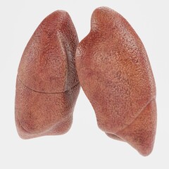 Realistic 3D Render of Lungs
