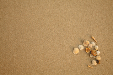 Fototapeta na wymiar Shells on the texture of sea beach sand. Background for writing.