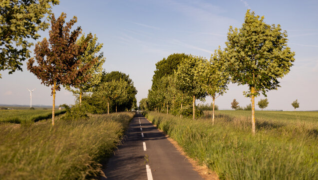 Street with small trees and agriculture fields. - Rosbach, Wetterau, Hesse, Germany, June 2020: Landscape with road and a field, blue sky and some clouds. Trees in the background.