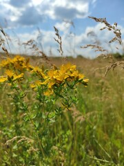Obraz premium flowers in the meadow