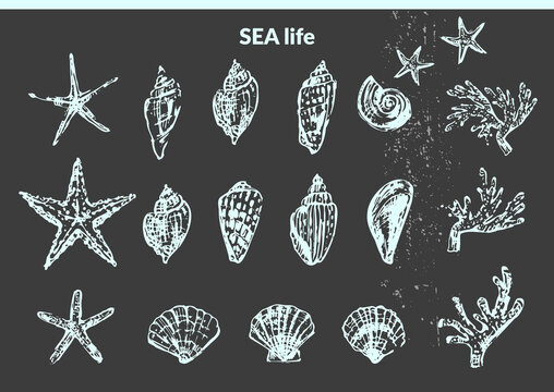 Hand drawn seashell pencil sketch set.