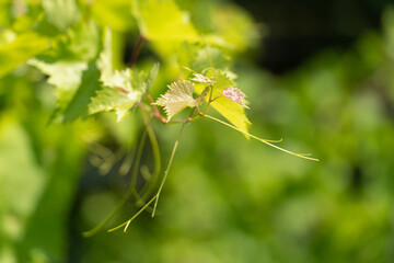 Young leaves on grapevine twigs on sunny nature
