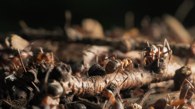 The work and life of ants in an anthill