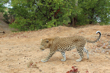 Obraz premium Leopard / Leopard / Panthera pardus.