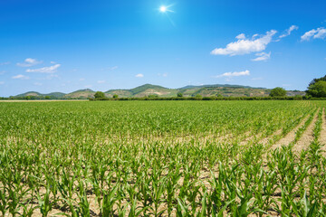 Fototapeta na wymiar corn field with Kaiserstuhl hills at Breisach Ihringen