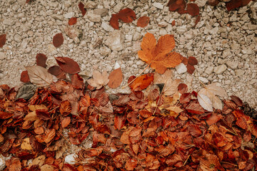 fallen leaves in indian summer