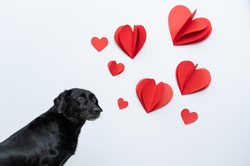 cachorro com corações para dia dos namorados