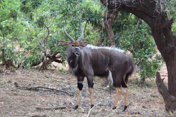 Nyala / Nyala / Tragelaphus angasii.