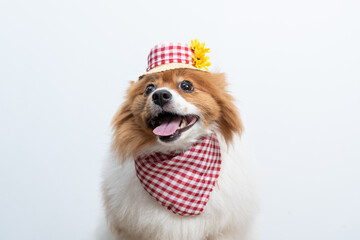 spitz fantasiado de caipira junino