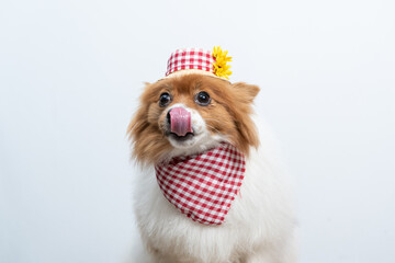 spitz fantasiado de caipira junino