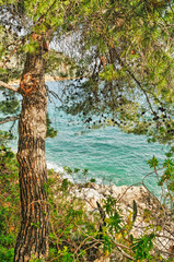 Scenery with sea and trees