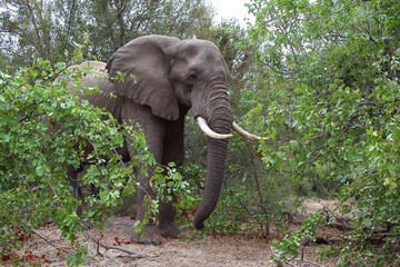 Afrikanischer Elefant / African elephant / Loxodonta africana