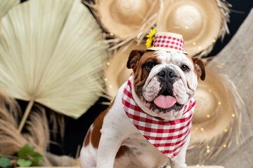 bulldogue fantasiado de caipira junino