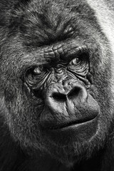 Portrait of a gorilla (western lowland gorilla ) - 510616498