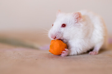 hamster in the kitchen