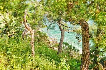 Scenery with sea and trees