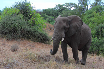 Fototapeta premium Afrikanischer Elefant / African elephant / Loxodonta africana